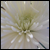 :iconarethula: