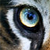 :iconarg-pirates: