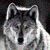 :iconargentwolf: