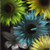 :iconaria-blair: