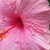 :iconariaelwens-stock: