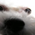 :iconarianta:
