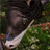 :iconariaofthesea: