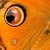 :iconarieeag: