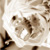 :iconaries23097: