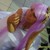 :iconariesmu2503: