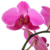 arion-stock :iconarion-stock: