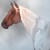 :iconaristequine--stables: