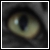 :iconarithecricket: