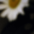:iconarivana: