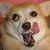 :iconarizonajackal: