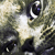 :iconarkdomsy:
