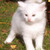 :iconarmeriya: