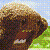 :iconarmorcastmatt: