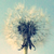 :iconarogancyjna: