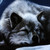 :iconarokaiwolf: