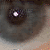 :iconAronoele: