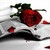 :iconarosedove: