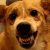 :iconarrow-husky: