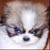 :iconarsenel:
