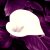 :iconarsenicprincess15: