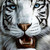 :iconarsenictiger: