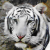 :iconart-by-amanda: