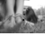 :iconart-girl1: