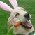 :iconart-lai: