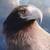 Art-Ranger :iconart-ranger: