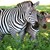 :iconart-zebra-art: