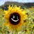:iconart4wise: