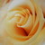 :iconartadmirer646: