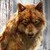 :iconartanimal2: