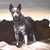 :iconartemagoii:
