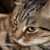 :iconarteyff: