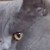 :iconartfulboo: