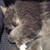 :iconartgirl713: