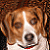 :iconartic-wolf118:
