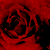 :iconartificialrose: