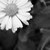 :iconartist-weeds: