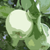 :iconartista650: