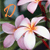 :iconartistcutie: