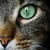 :iconartistdreamer07: