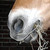 :iconartistic-horse: