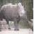 :iconartistic-rhino:
