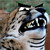 :iconartisticabraham: