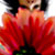:iconartisticanna: