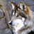 :iconartlover0987: