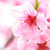 :iconartsakura: